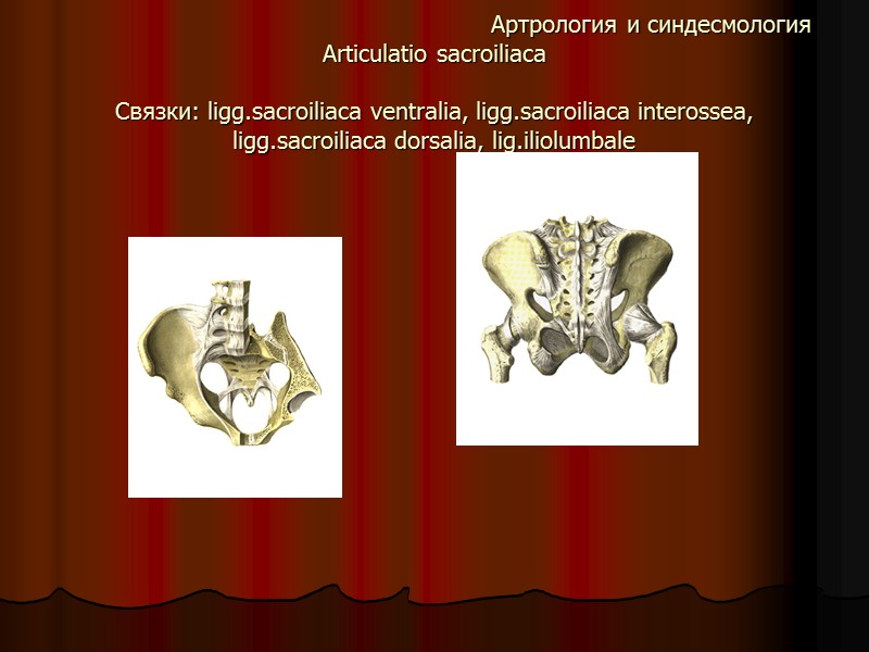 Артрология и синдесмология Articulatio sacroiliaсa  Связки: ligg.sacroiliaca ventralia, ligg.sacroiliaca interossea, ligg.sacroiliaca dorsalia, lig.iliolumbale